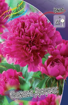 Paeonia Oriental Jewels 266,5.  2 ..jpg