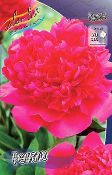 Paeonia Renato 266,5.  2 ..jpg