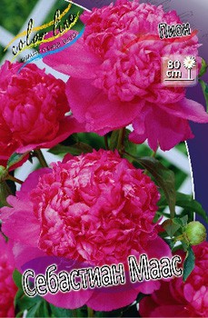 Paeonia Sebastiaan Maas 266,5.  2 .jpg