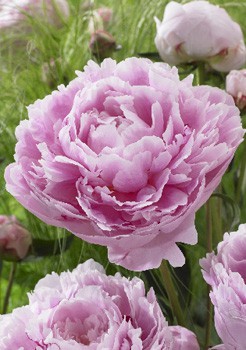 Paeonia Sarah Bernhardt 164,5.  2 ..jpg