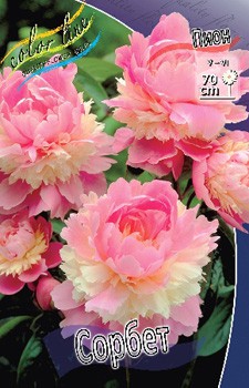 Paeonia Sorbet 317,5 .  2 .jpg