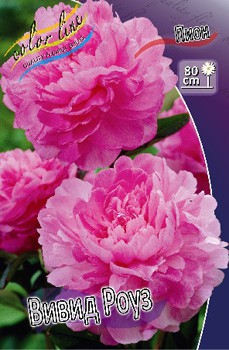 Paeonia Vivid Rose 351,5 .  2 .jpg