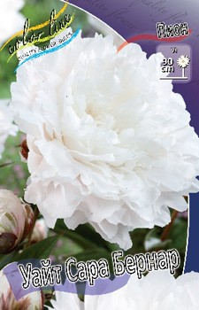 Paeonia White Sara Bernard 770,5 .  2 ..jpg