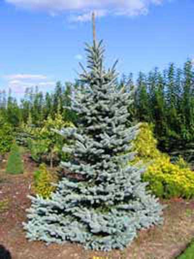 76.  Picea pungens Glauca.jpg