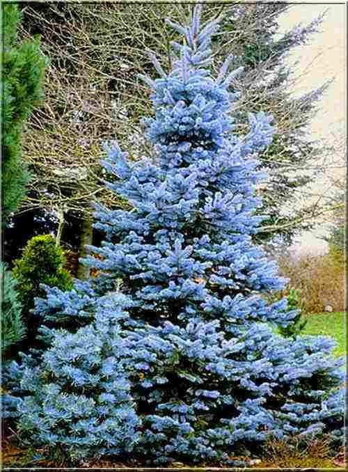 76,9.  Picea pungens Misty Blue.jpg