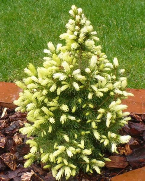 79,2.  Picea glauca Daisys White.jpg