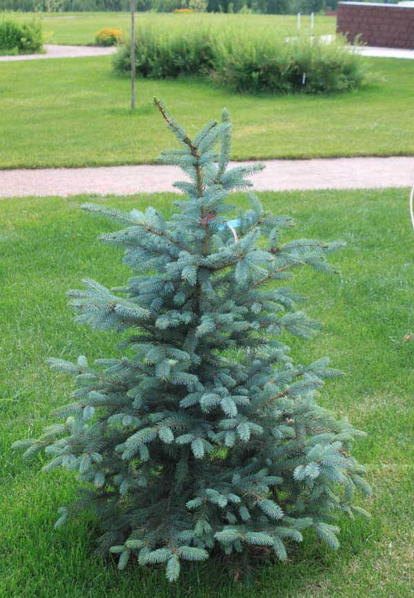 76.  Picea pungens Glauca Arizonica.jpg