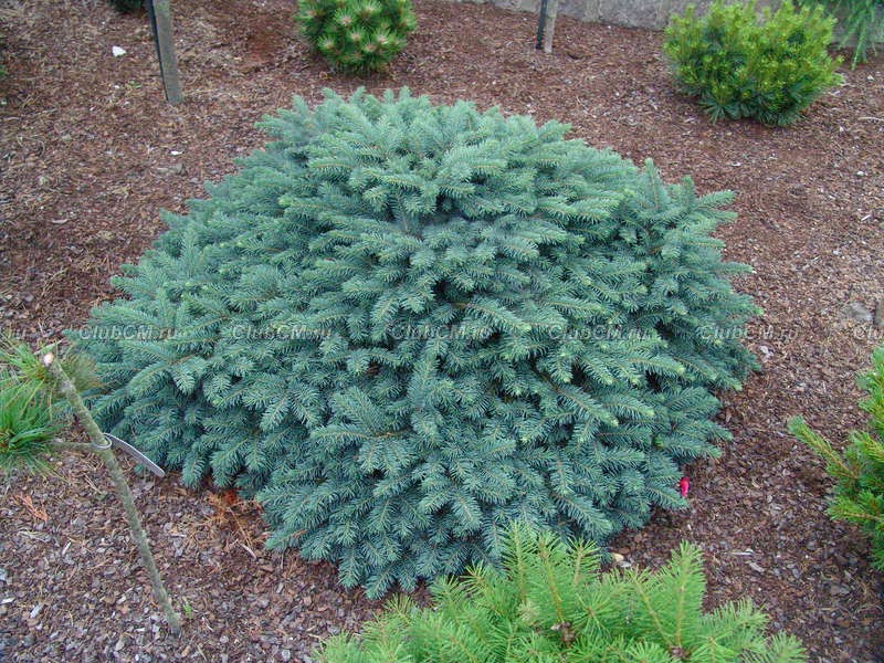 105,2.  Picea abies Waldbrund.JPG