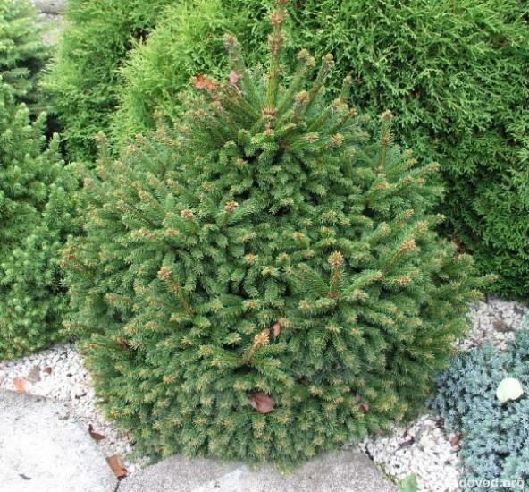 122,7.  Picea abies Ohlendorffii.jpg