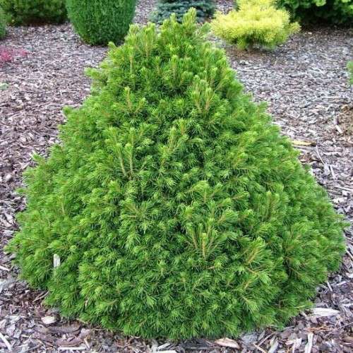 122,7.  Picea abies Tompa.jpg