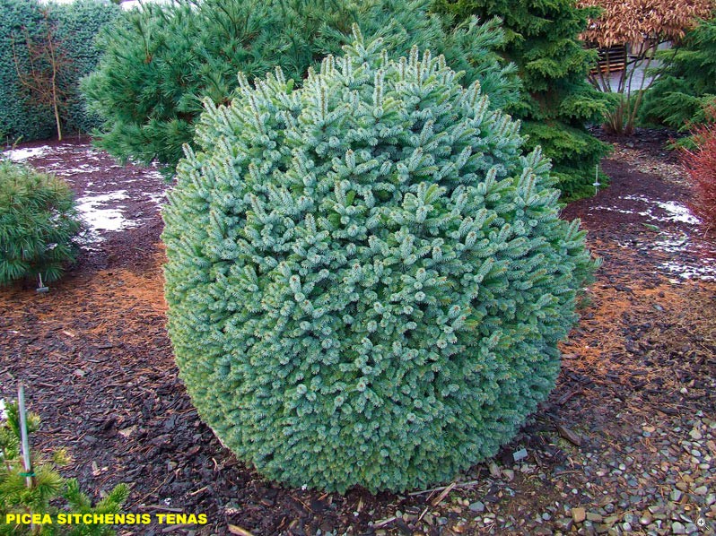 149,1.  Picea sitchensis Tenas.jpg