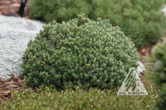 149,9.  Picea glauca Blue Planet.jpg