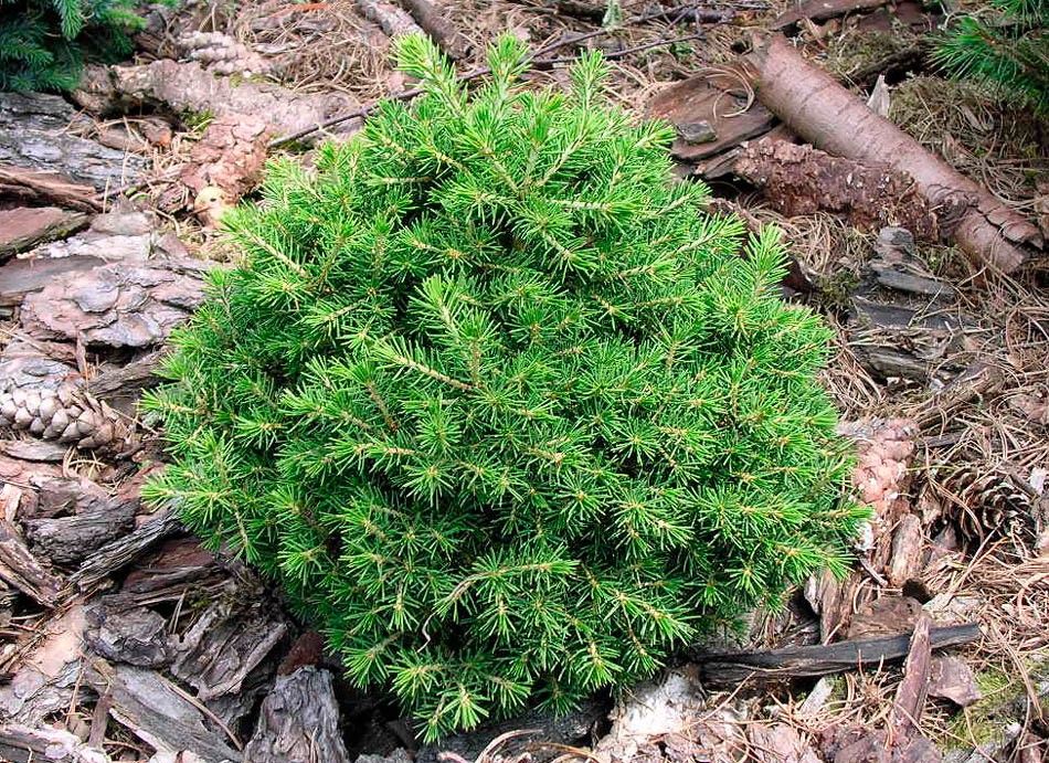 212,1  Picea abies Mountain Dew.jpg