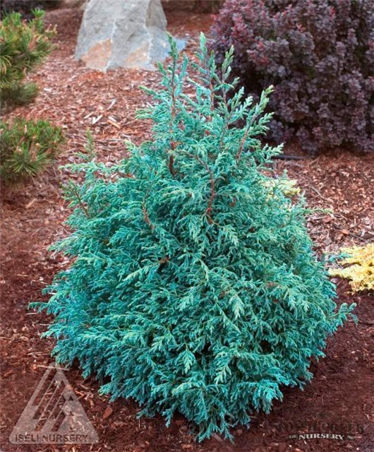 72,2.  Chamaecyparis pisifera Baby Blue.jpg