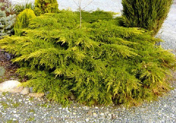 68,3.  Juniperus chinensis Kuriwao Gold.jpg