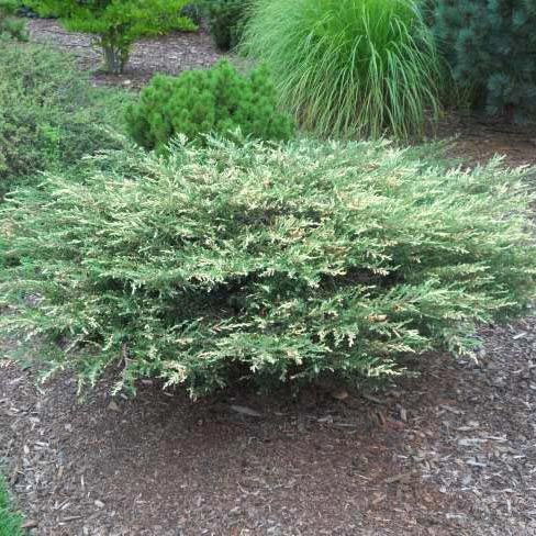 69,1.  Juniperus communis Spotty Spreader.jpg