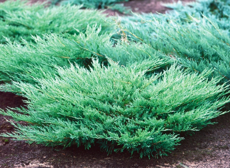 74,5.  Juniperus horizontalis Andorra Compact.jpg