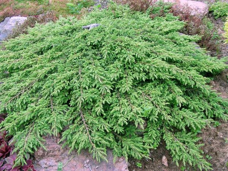 74,5.  Juniperus communis Green Carpet.jpg