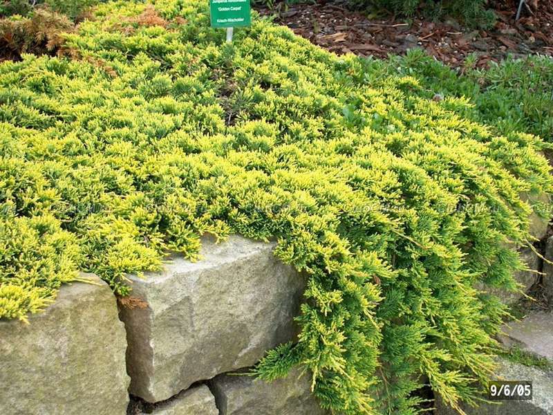 79,2.  Juniperus horizontalis Golden Carpet.jpg