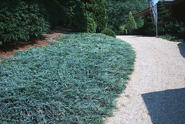 74,5.  Juniperus horizontalis Blue Chip.jpg