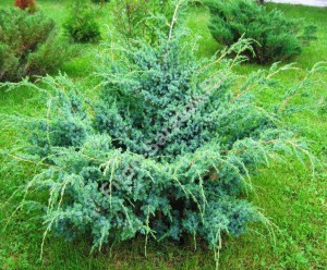 79,9.  Juniperus chinensis Blue Alps.jpg