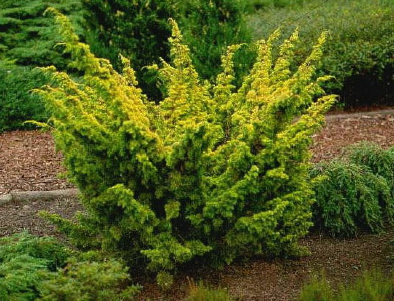 79,9.  Juniperus chinensis Aurea.jpg