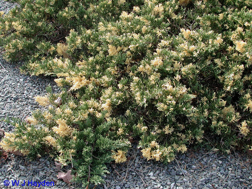 79,9.  Juniperus chinensis Expansa Variegata.jpg