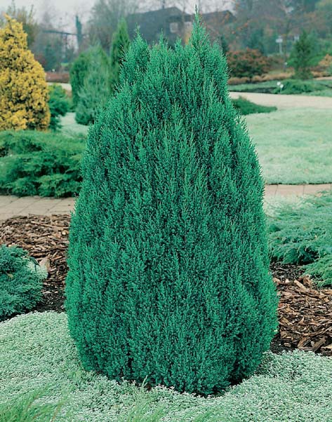 79,9.  Juniperus chinensis Stricta.jpg