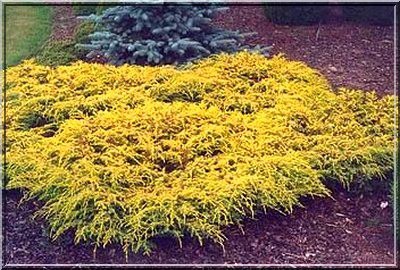 79,9.  Juniperus communis Depressa Aurea.jpg