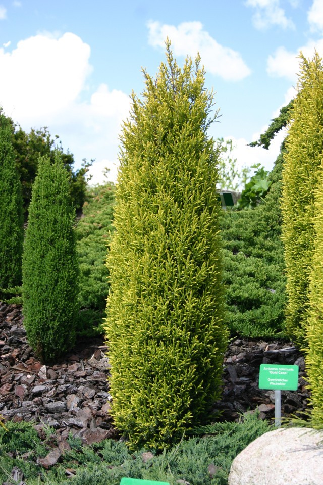 79,9.  Juniperus communis Gold Cone.jpg