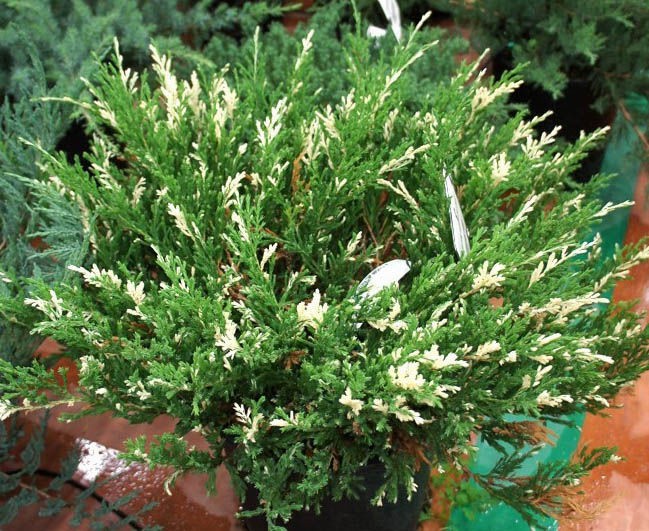 87,7.  Juniperus horizontalis Andorra Variegata.jpg