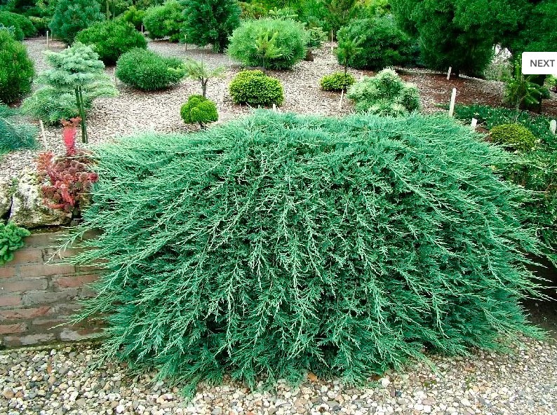 91,6.  Juniperus horizontalis Glacier.jpg