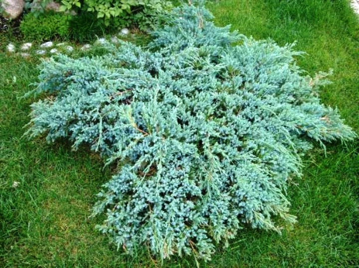 142,6.  Juniperus horizontalis Icee Blue.jpg