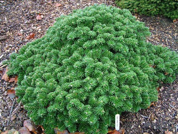 120,4.  Abies koreana Brillant.jpg