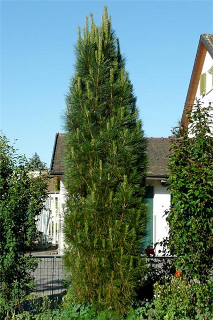 76.  Pinus nigra Pyramidalis.jpg