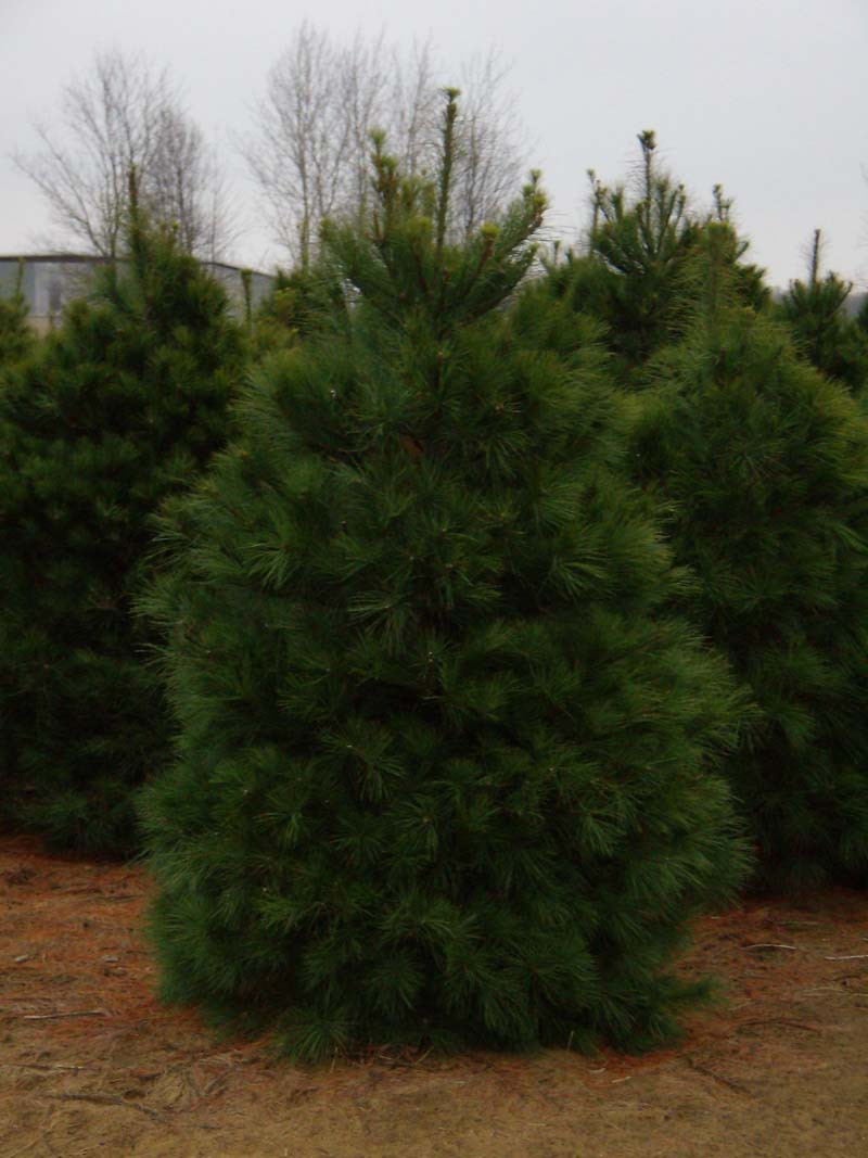 76.  Pinus strobus.jpg