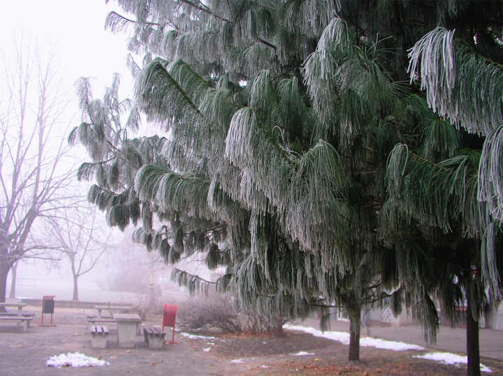 76.  Pinus wallichiana.jpg