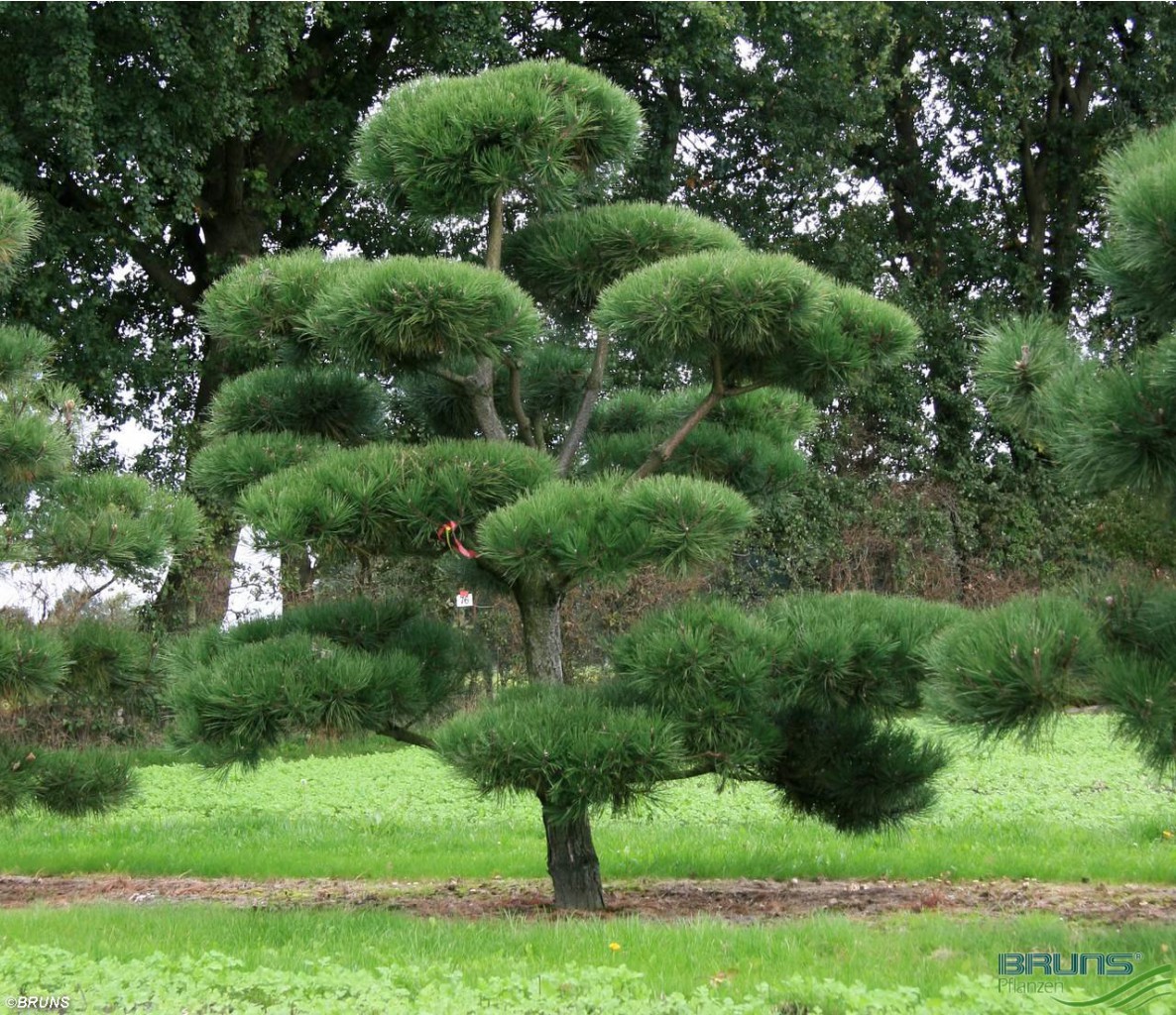 78,4.  Pinus nigra nigra.jpg