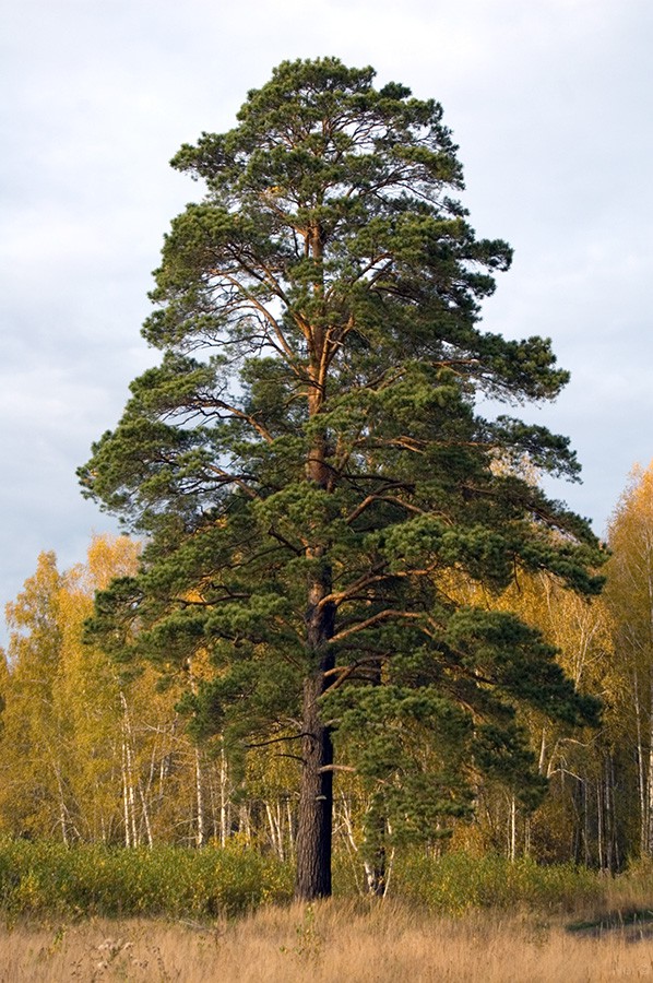 78,4.  Pinus sylvestris.jpg