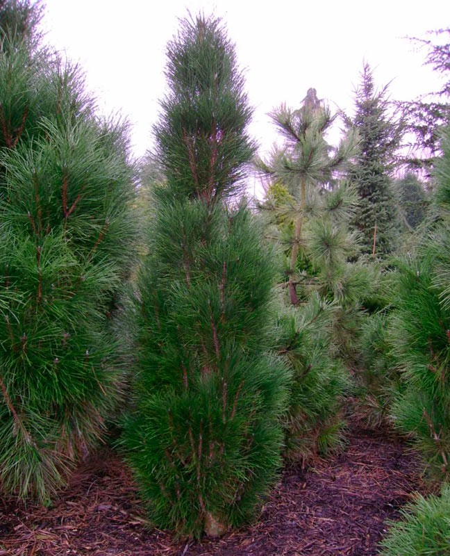 216.  Pinus nigra Green Tower.jpg