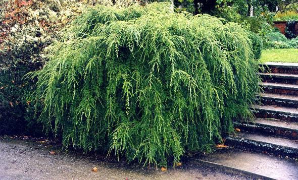 135,7.  Tsuga canadensis Pendula.jpg