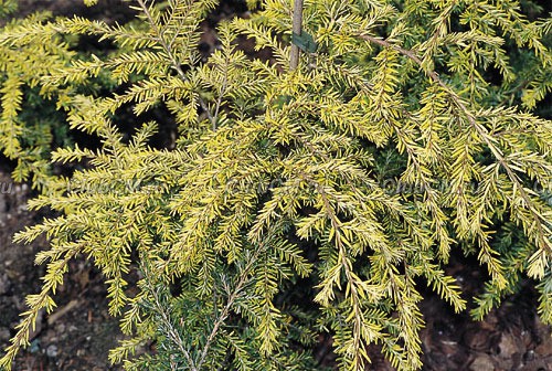 231.  Tsuga canadensis Wintergold.jpg