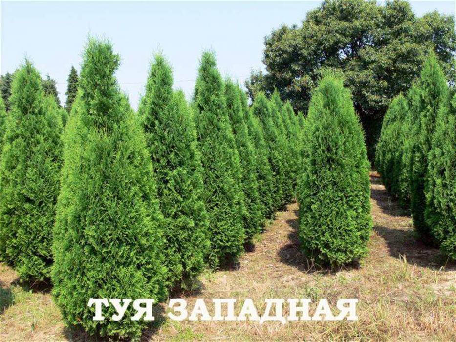 64,4.  Thuja occidentalis Columna.jpg