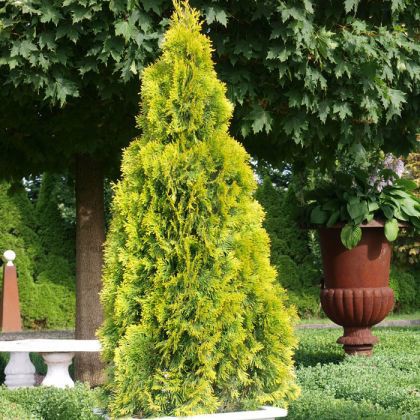 99,4.  Thuja occidentalis Golden Smaragd.jpg