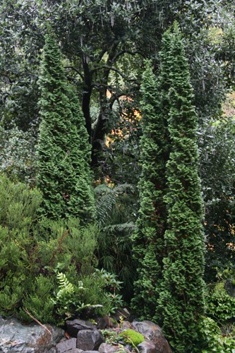 80,7.  Thuja occidentalis Degroots Spire.jpg