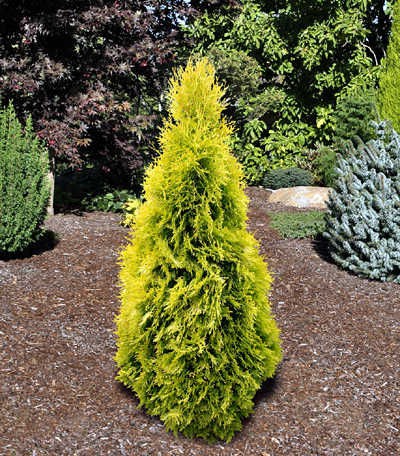 118,80.  Thuja occidentalis Jantar.jpg