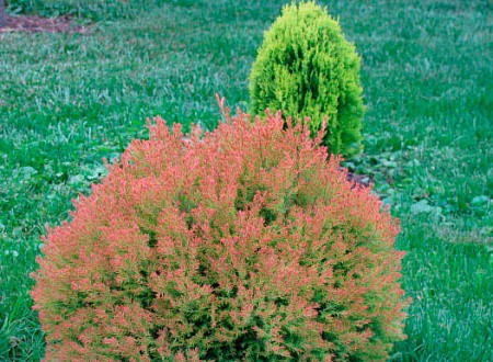 149,1.  Thuja occidentalis Fire Chief.jpg