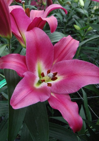 Lilium Adelante 10 . 254,5 ..jpg