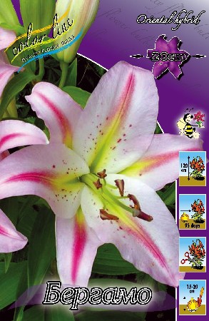 Lilium Bergamo 10 . 196,9 ..jpg