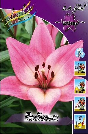 Lilium Beyonce 10 . 171,4 ..jpg